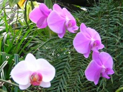 orchids2.JPG