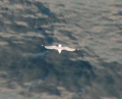 seagull.JPG