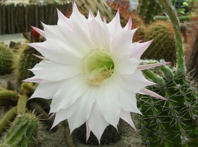 Cactus Flower