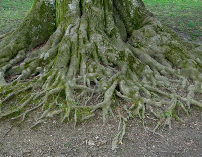 roots.JPG