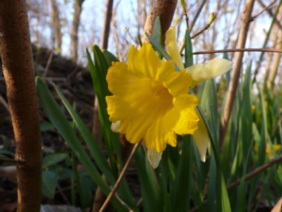 daffodil.JPG
