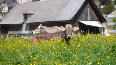 engelberg7