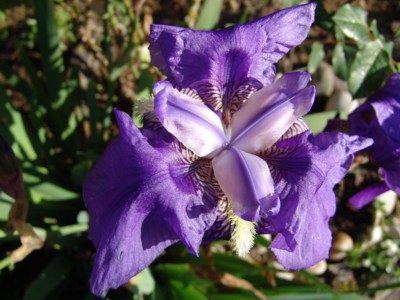 iris