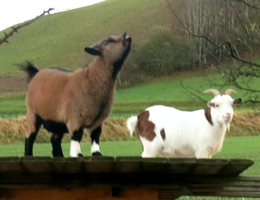 goats2